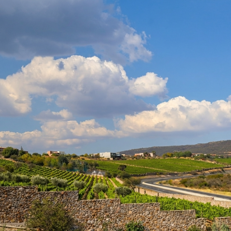 Vinos de Guanajuato