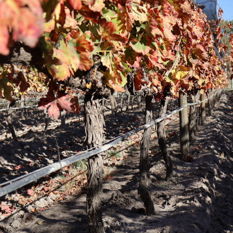 Vinos de San Luis Potosí